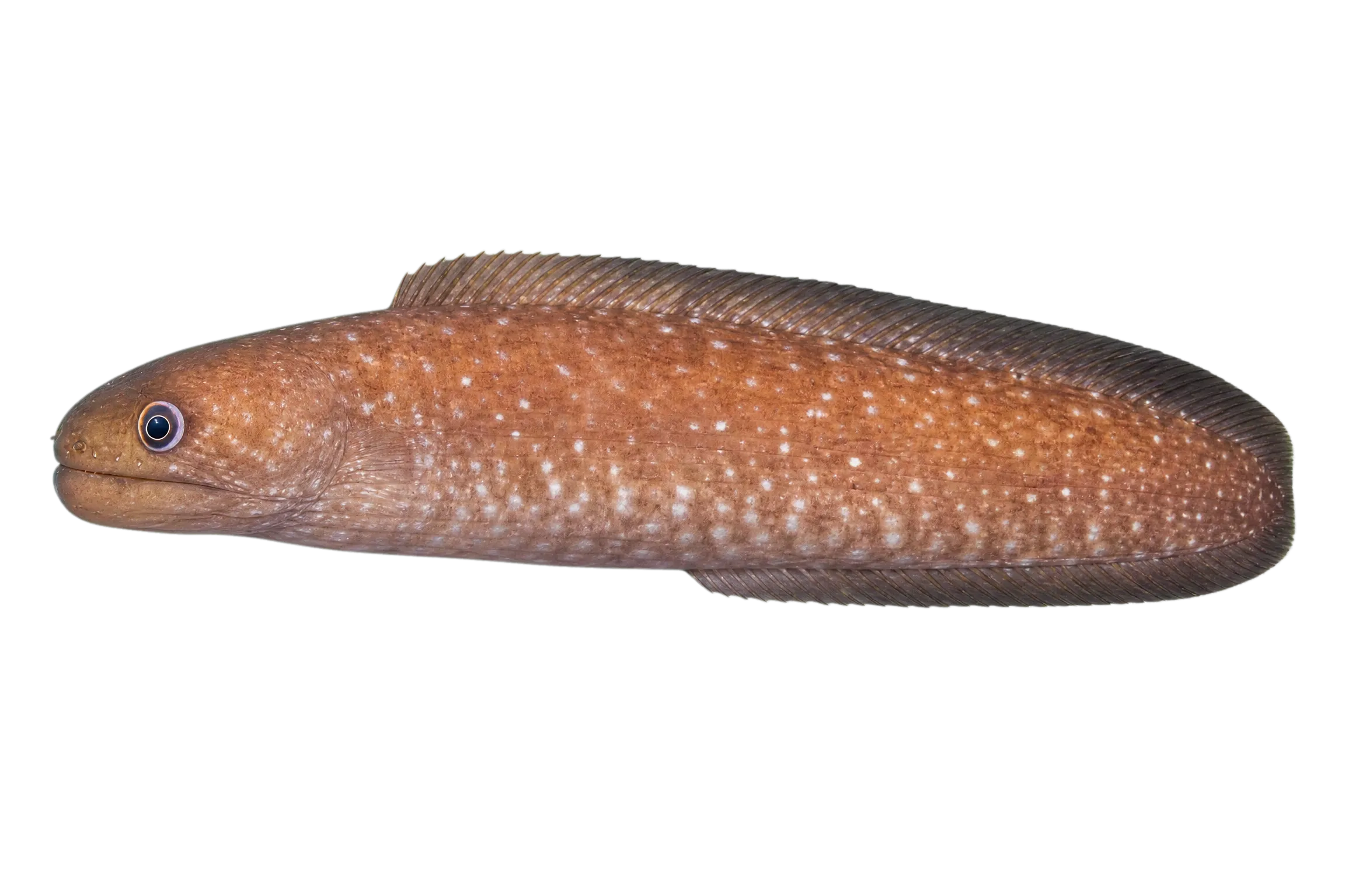 Canary moray (Gymnothorax bacalladoi) specimen
