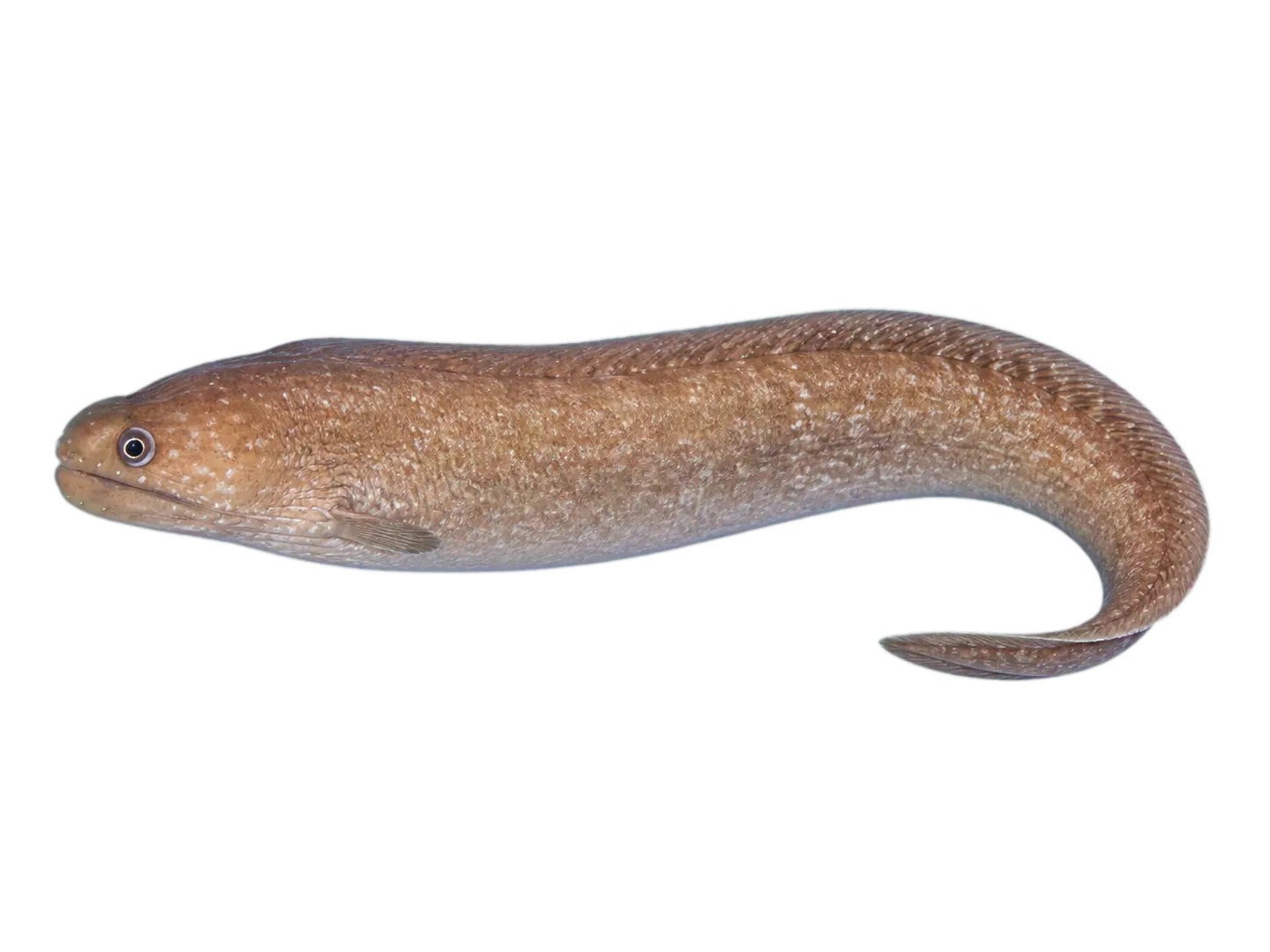 Reeve's moray (Gymnothorax reevesii) specimen