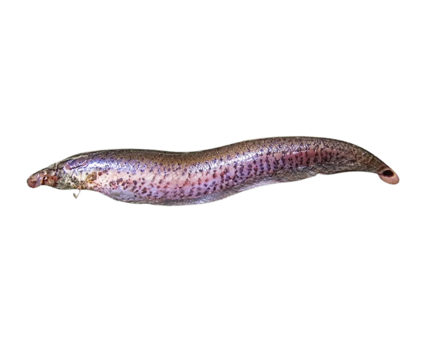 banded knifefish (Gymnotus carapo) specimen