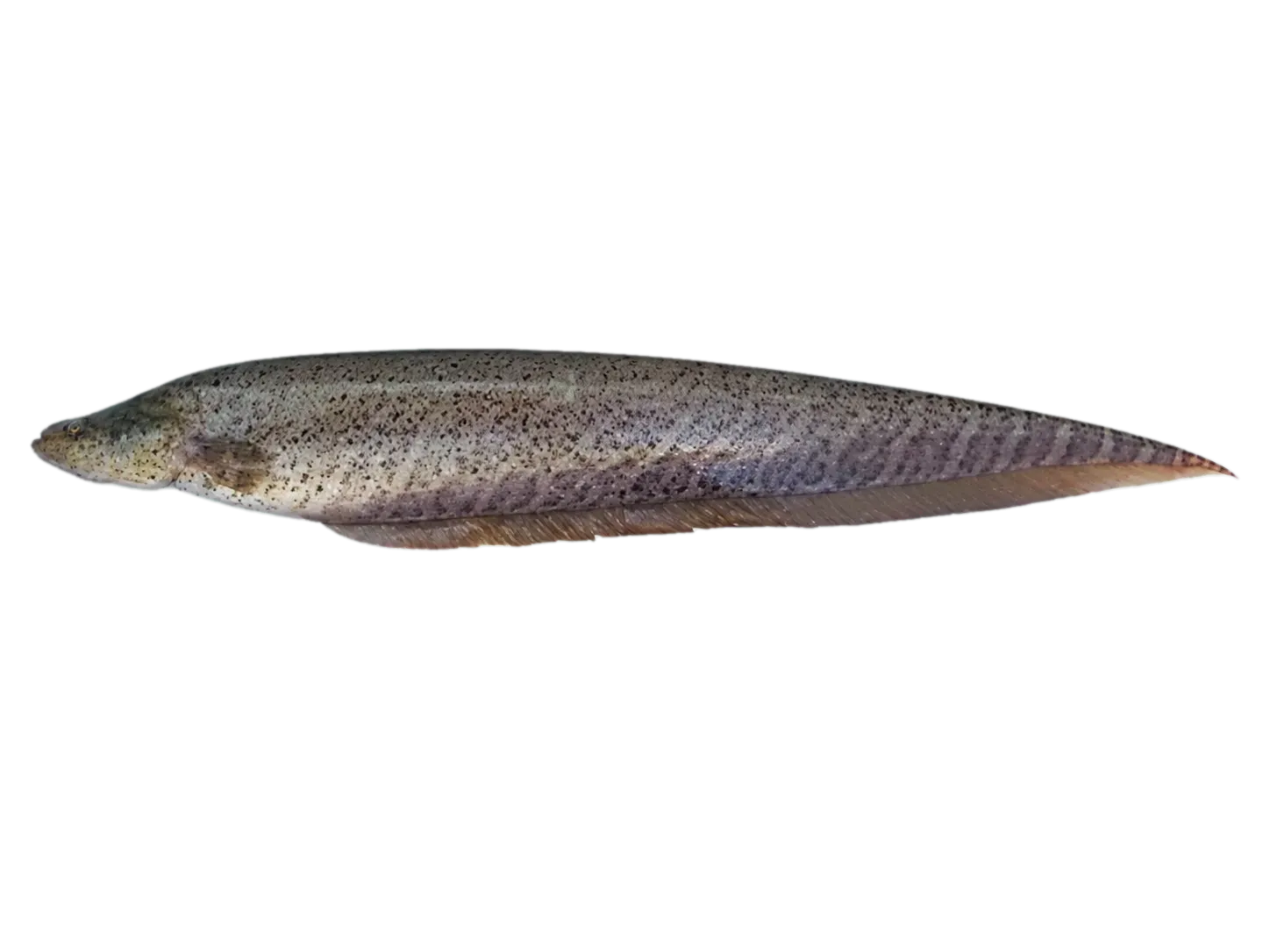 Gymnotus pantanal (Gymnotus pantanal) specimen