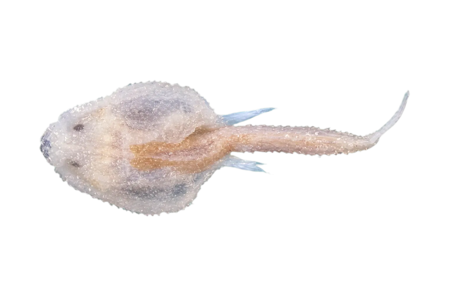 安氏擬棘茄魚（Halieutopsis andriashevi）标本