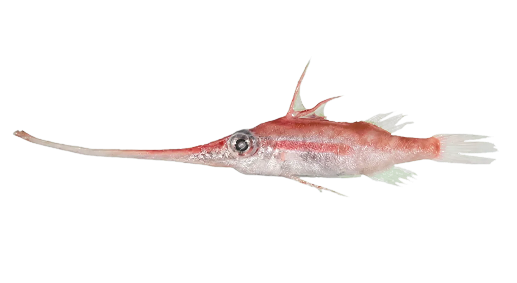 Tripodfish (Halimochirurgus alcocki) specimen