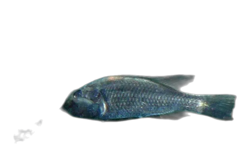 Yssichromis fusiformis (Haplochromis fusiformis) specimen