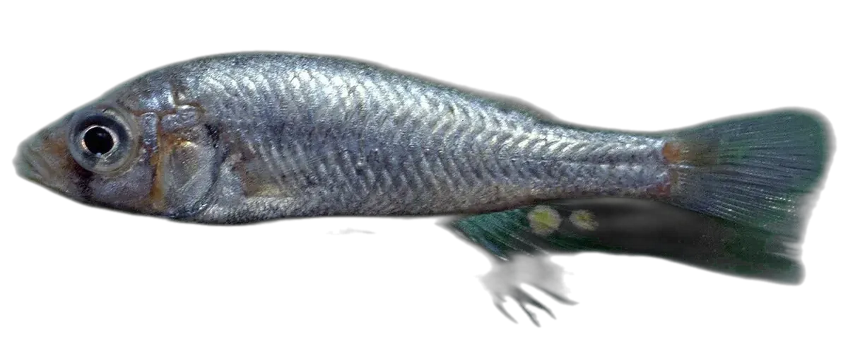 Haplochromis goldschmidti (Haplochromis goldschmidti) specimen