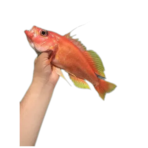 hookthroat bass (Hemanthias signifer) specimen