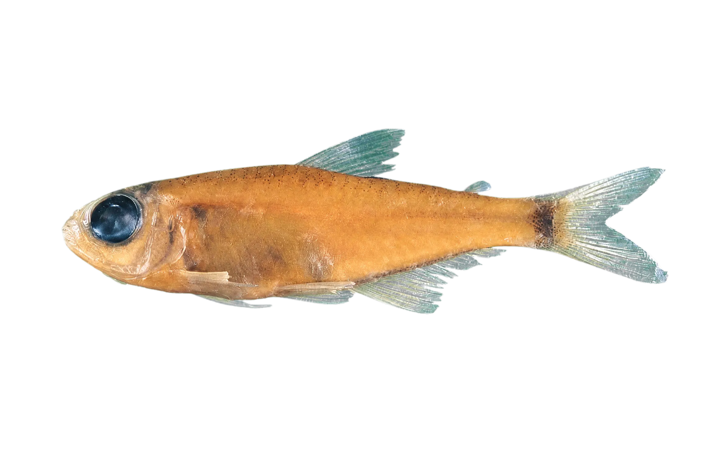 Hemigrammus geisleri (Hemigrammus geisleri) specimen