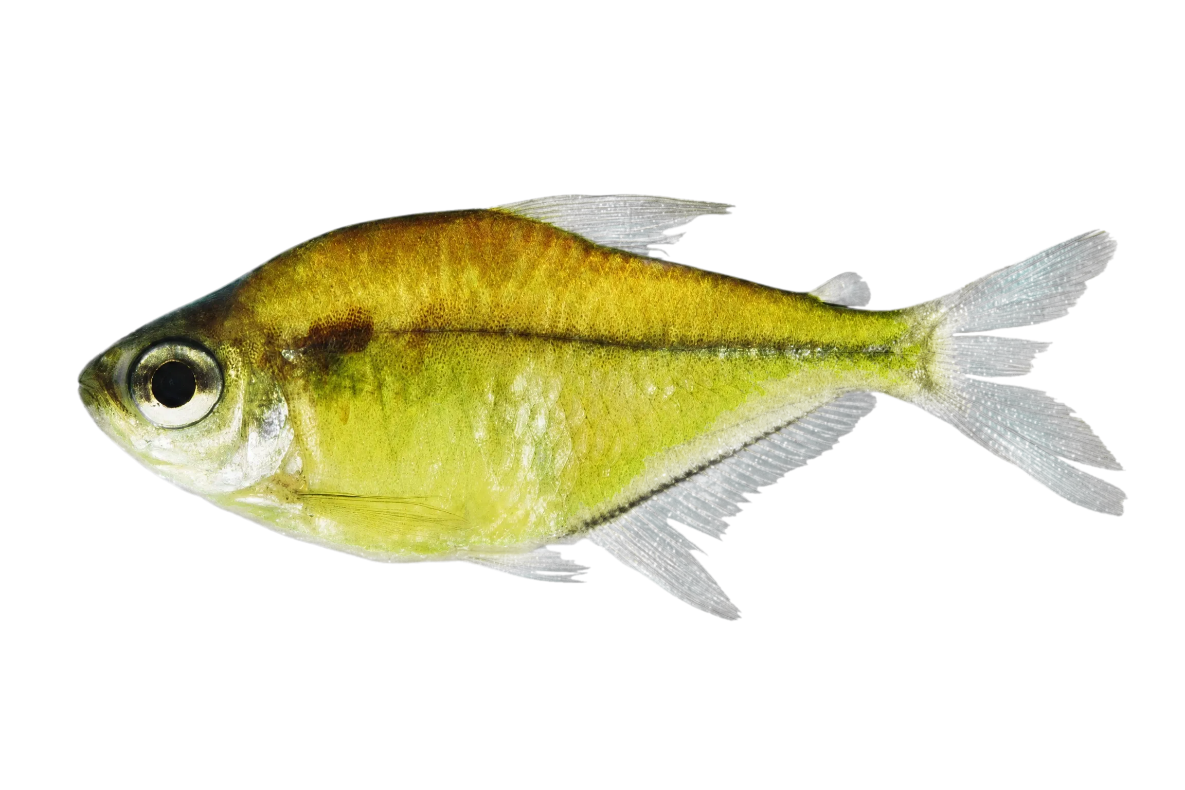 Hemigrammus machadoi (Hemigrammus machadoi) specimen
