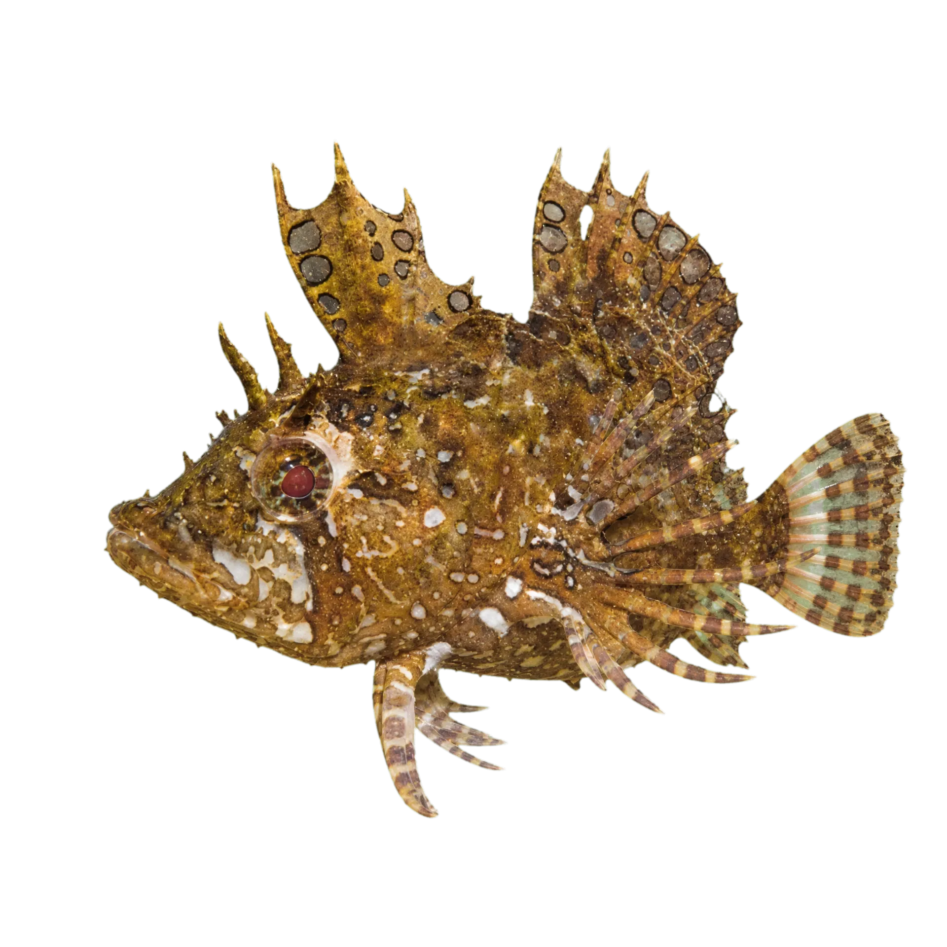 Sharp-nose weedfish (Heteroclinus tristis) specimen