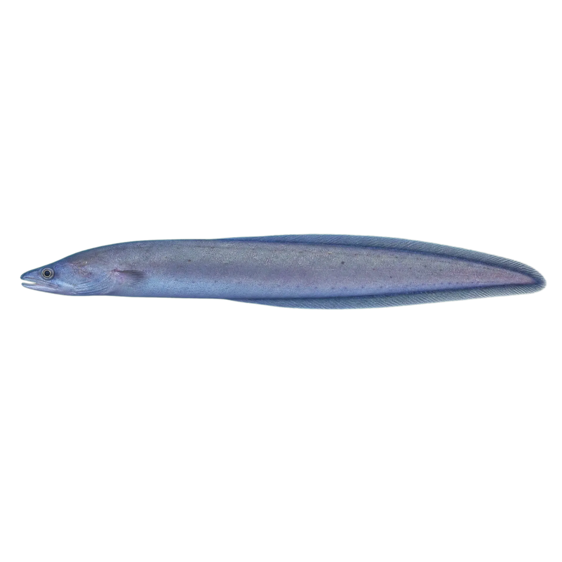Cortez garden eel (Heteroconger digueti) specimen