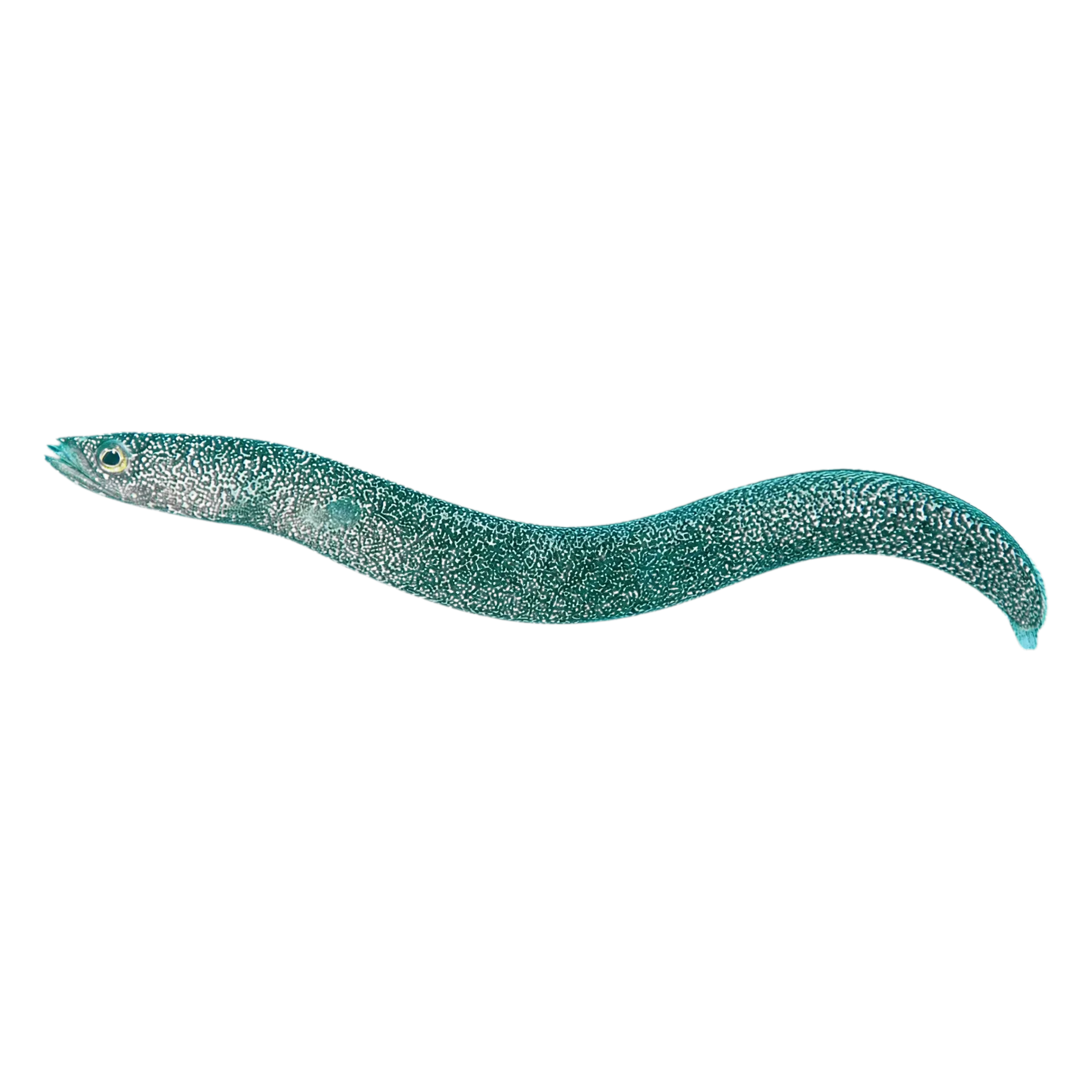 Enigma garden eel (Heteroconger enigmaticus) specimen