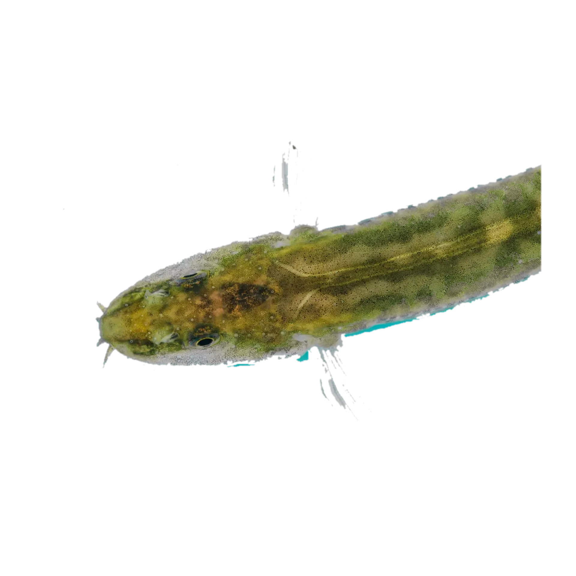 Homatula laxiclathra (Homatula laxiclathra) specimen