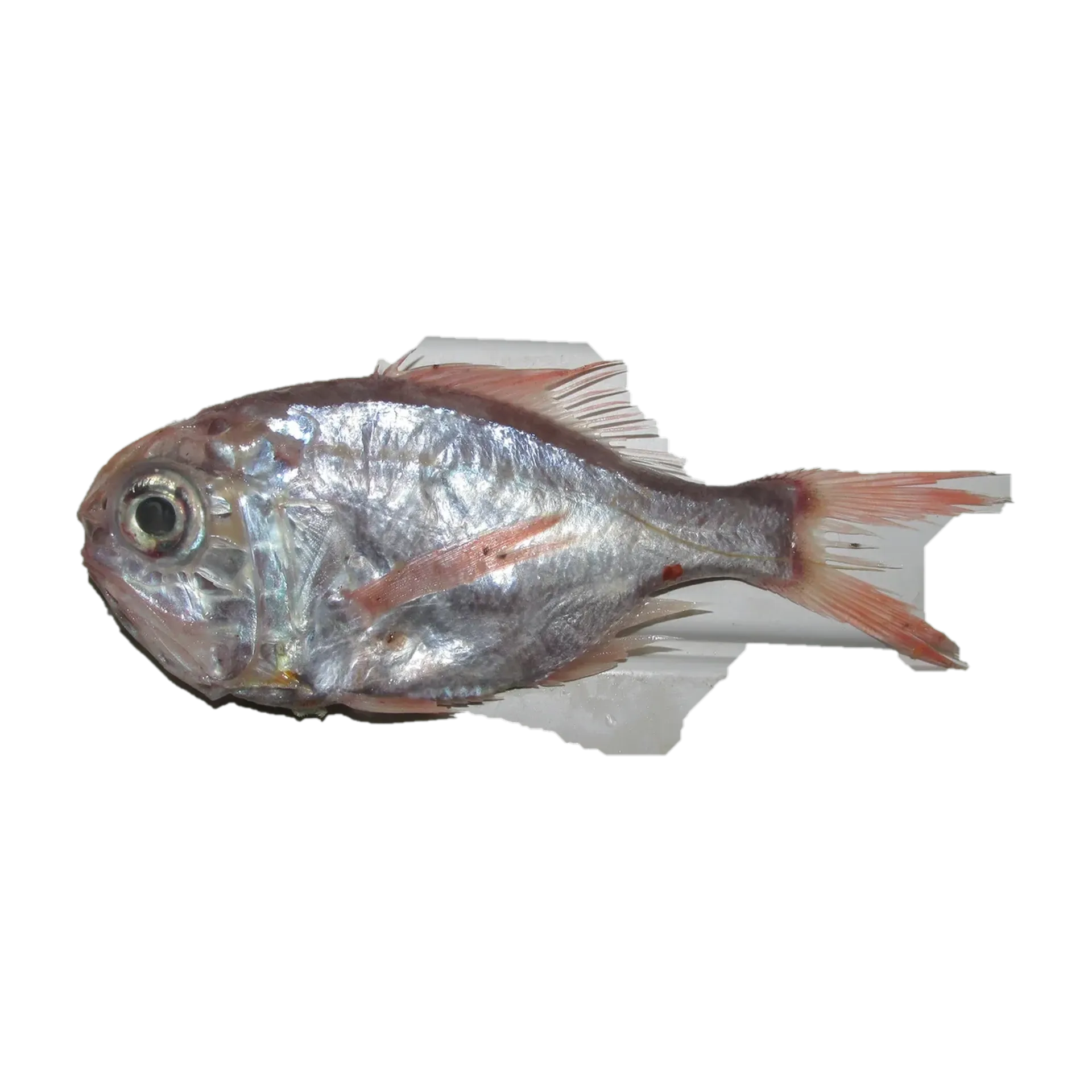 rough-fish (Hoplostethus mediterraneus) specimen