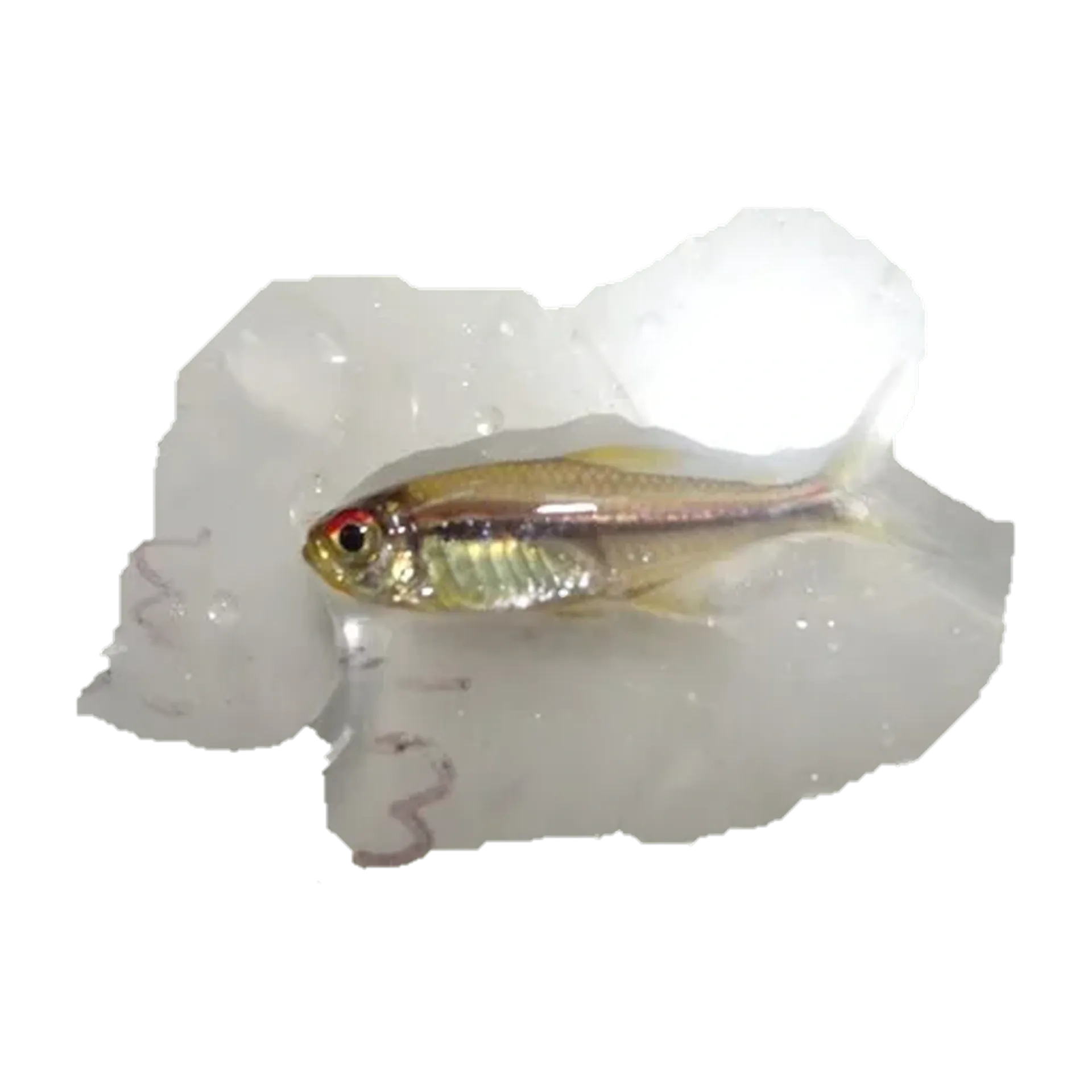 Flag tetra (Hyphessobrycon heterorhabdus) specimen