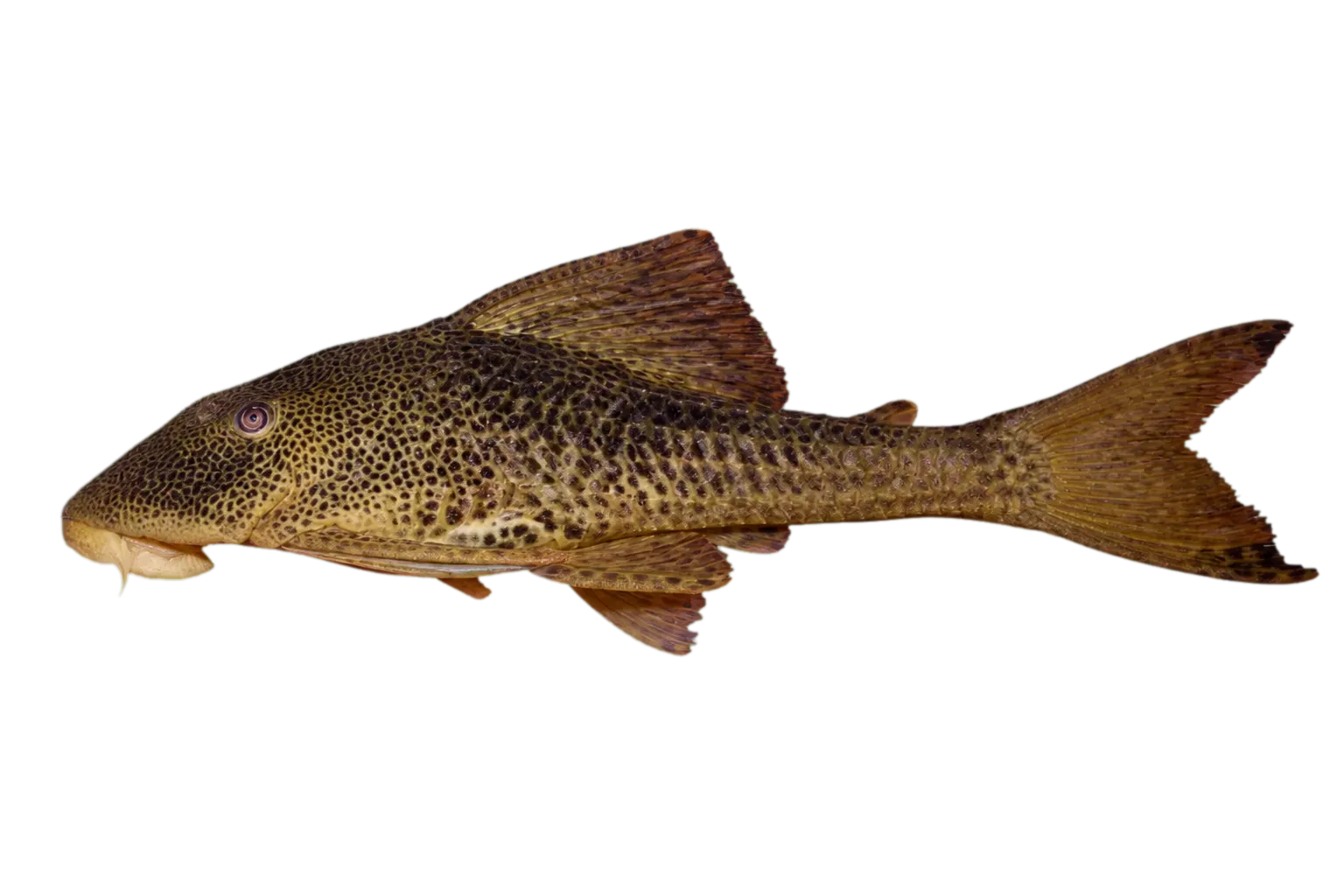 Hypostomus fonchii (Hypostomus fonchii) specimen
