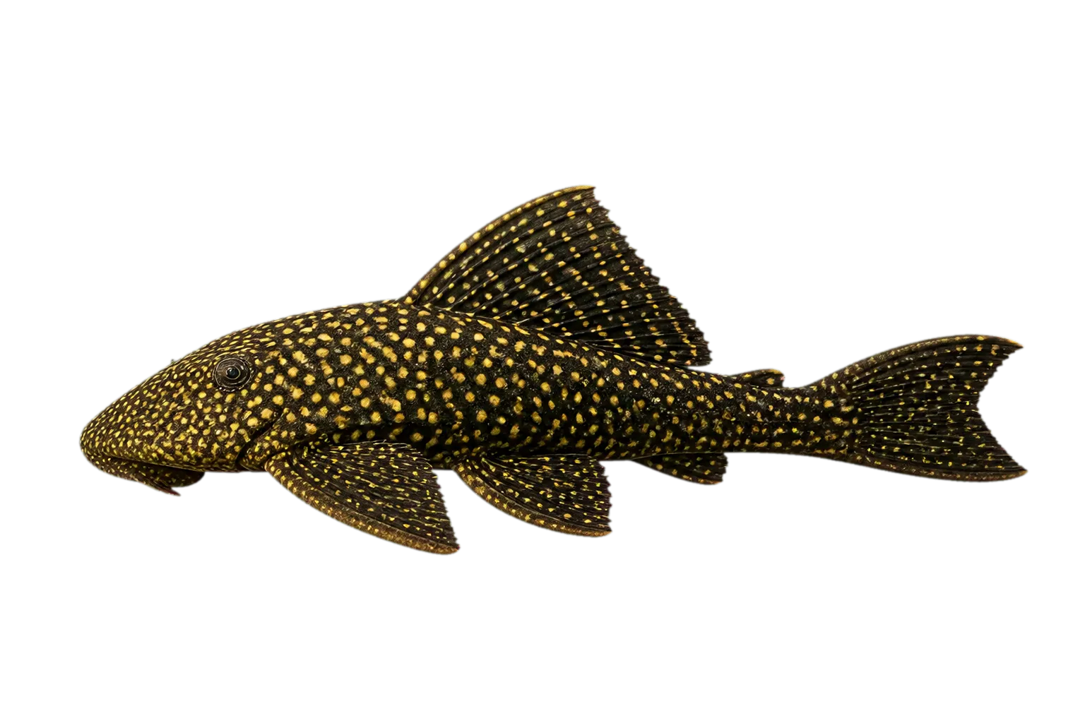 Catfish (Hypostomus luteomaculatus) specimen