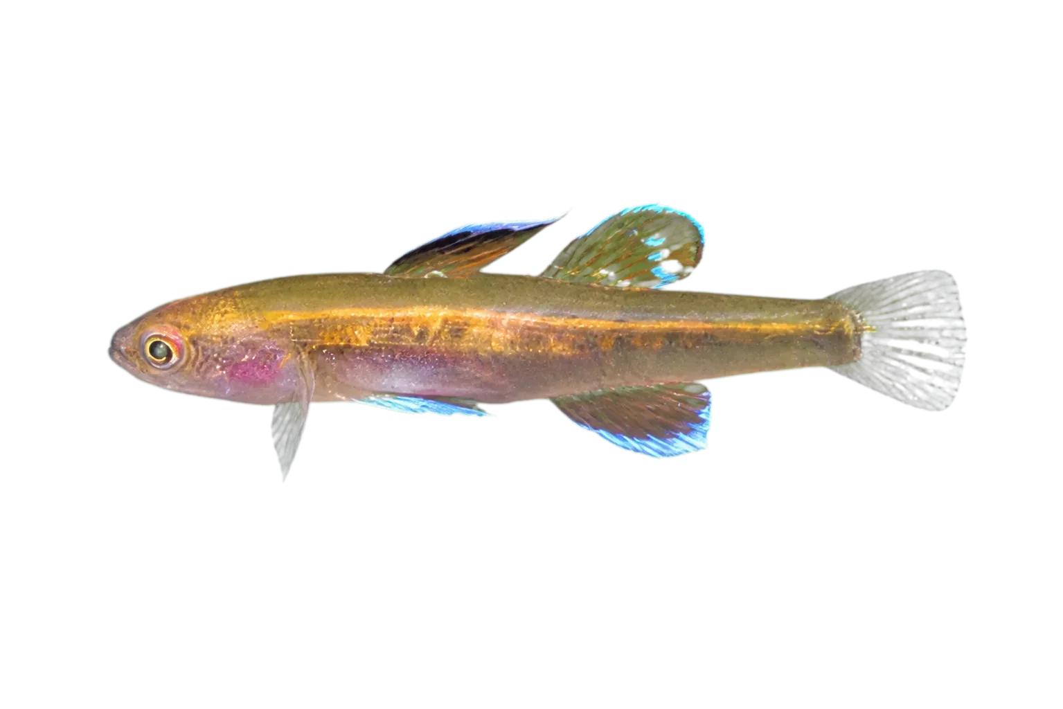 Mitchell gudgeon (Hypseleotris hutchinsi) specimen
