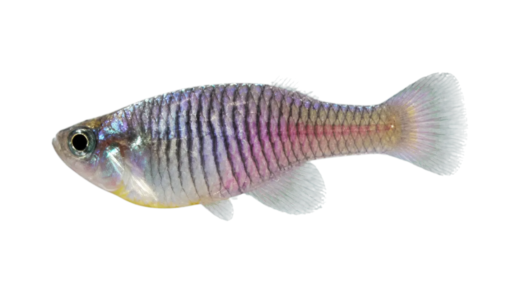 Zaire lampeye (Hypsopanchax platysternus) specimen