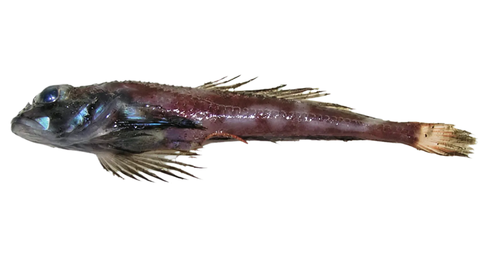 Scaly-belly sculpin (Icelus perminovi) specimen