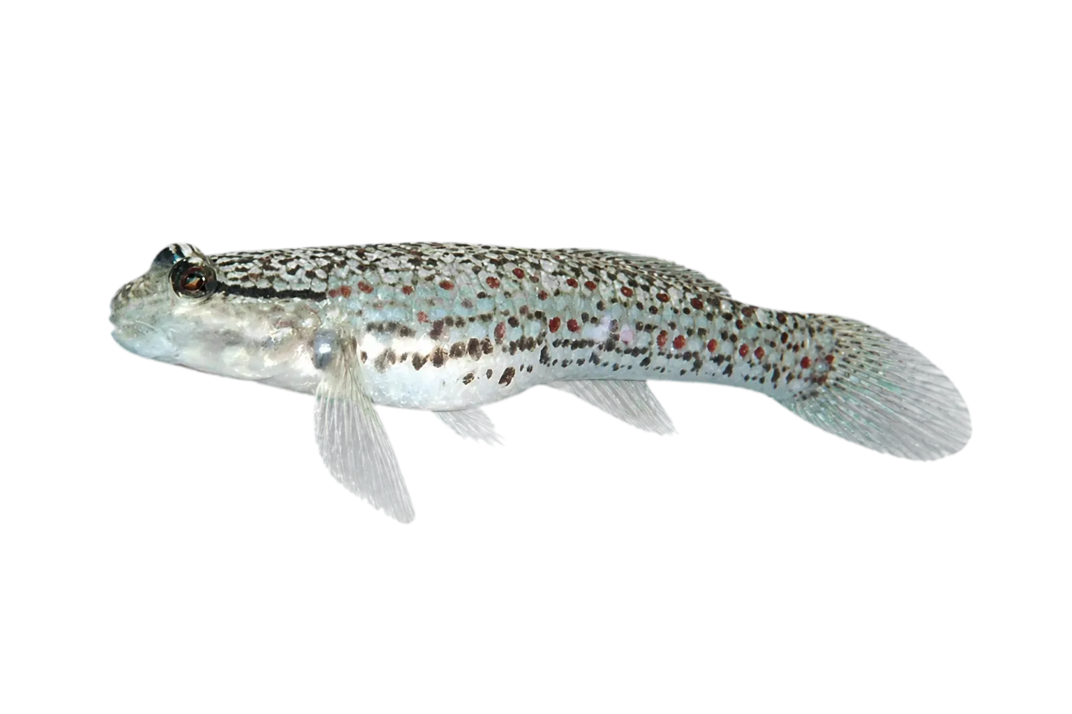 Campbel's goby (Istigobius campbelli) specimen