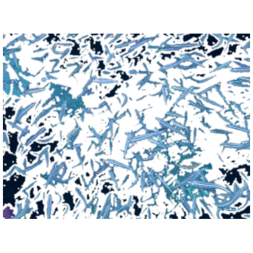 little-eye herring (Jenkinsia majua) specimen
