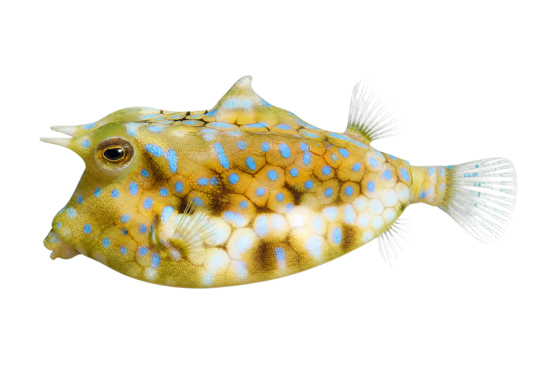 thornback cowfish (Lactoria fornasini) specimen