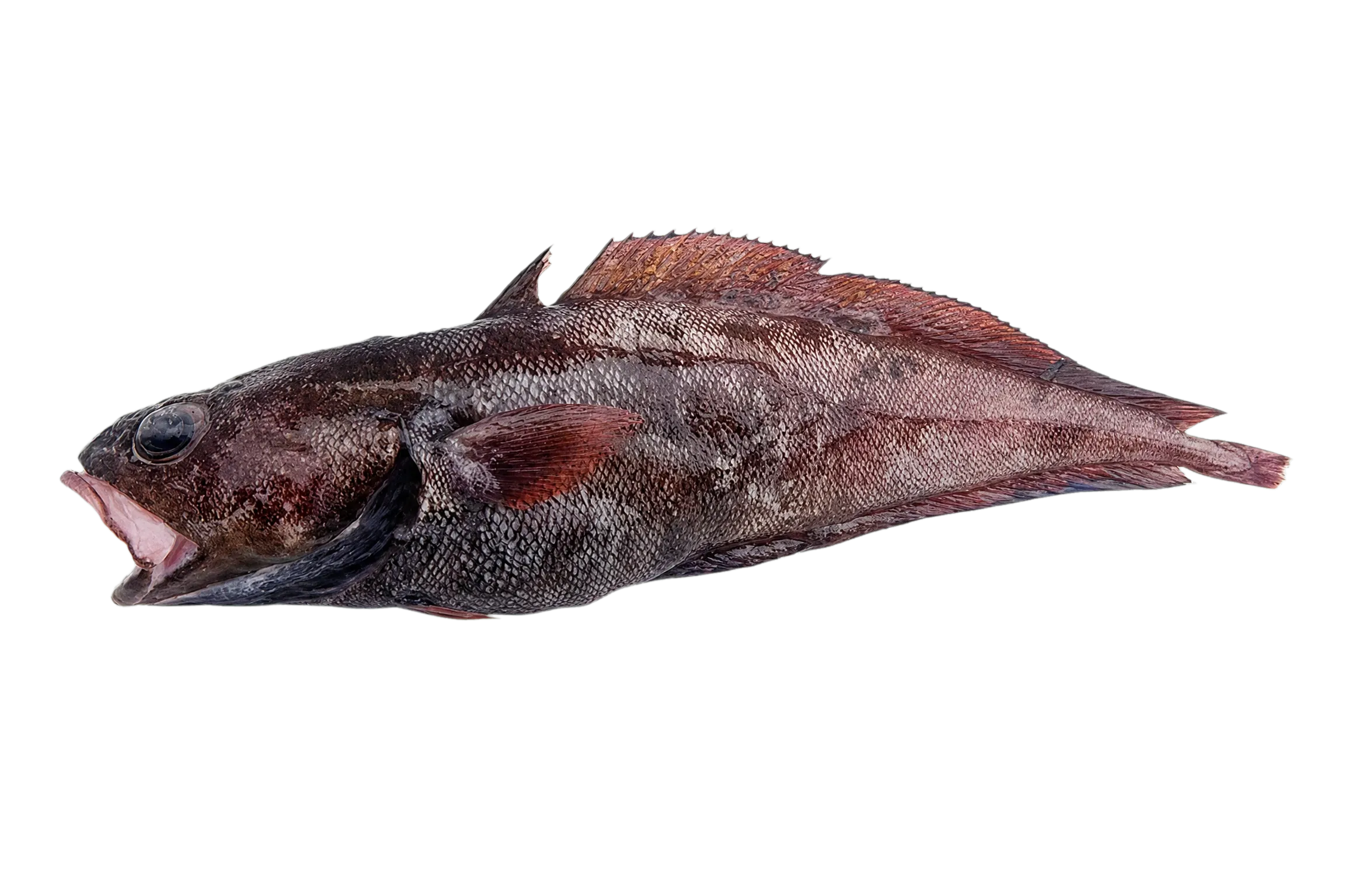 Laemonema filodorsale (Laemonema filodorsale) specimen