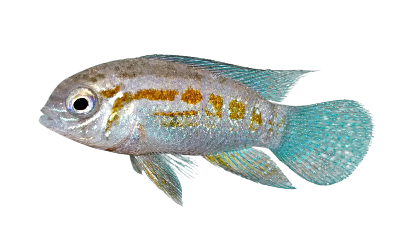 Humphead Dwarf Acara (Laetacara araguaiae) specimen