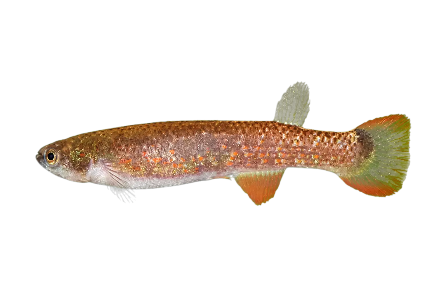 Laimosemion rectocaudatus (Laimosemion rectocaudatus) specimen