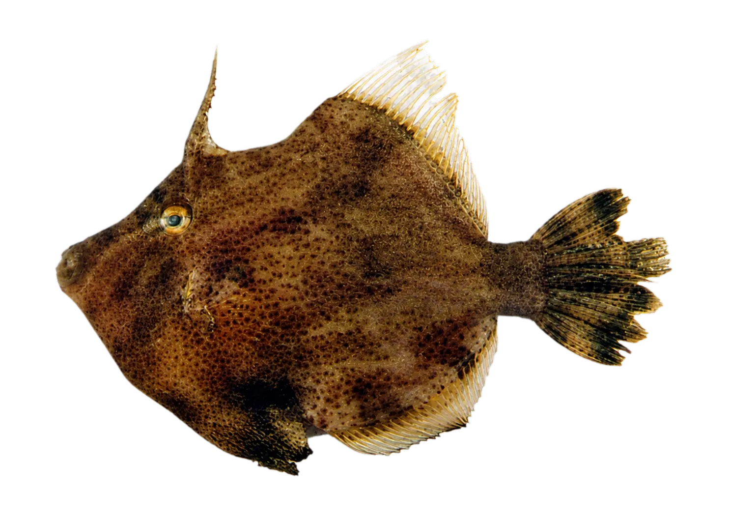Mannar Velvet Leatherjacket (Lalmohania velutina) specimen