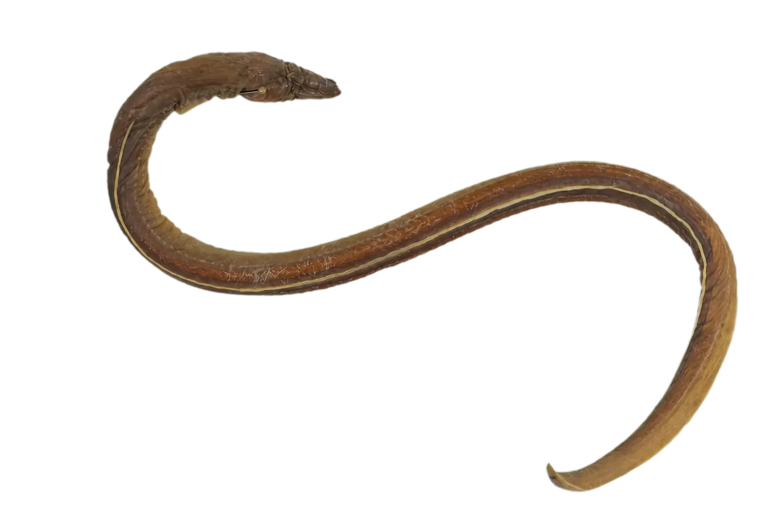 Freshwater snake-eel (Lamnostoma kampeni) specimen