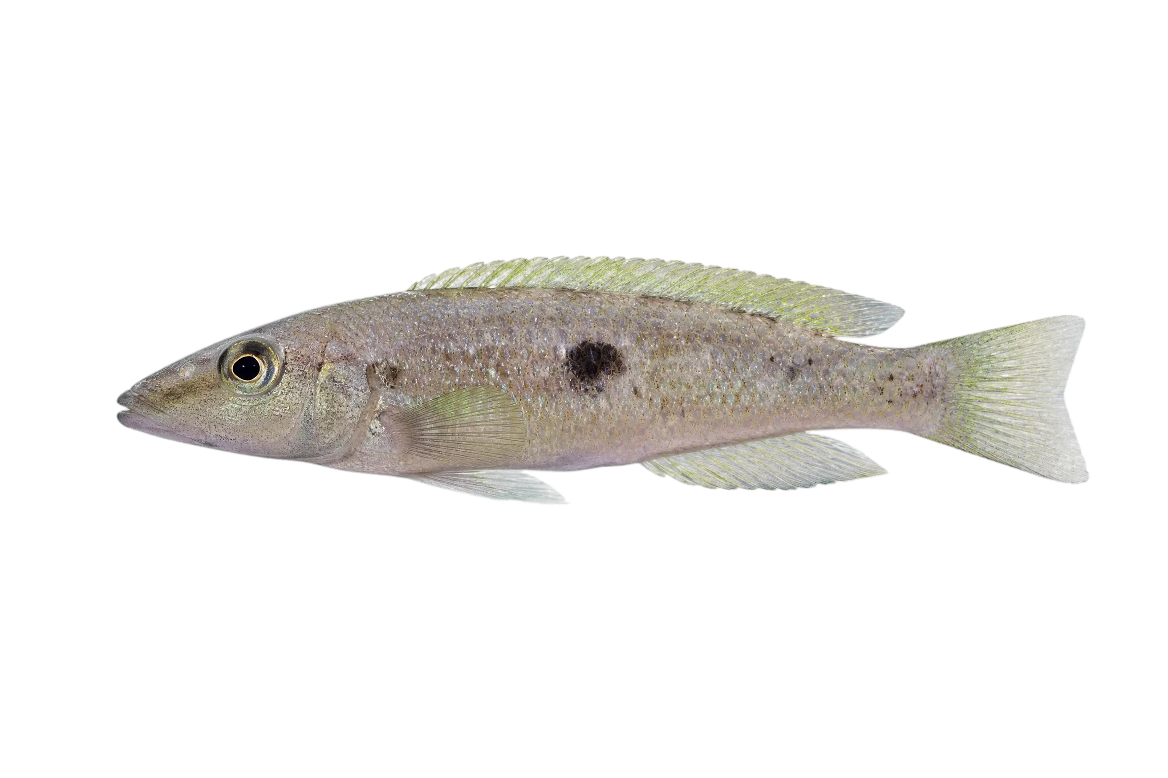 Lepidiolamprologus attenuatus (Lepidiolamprologus attenuatus) specimen