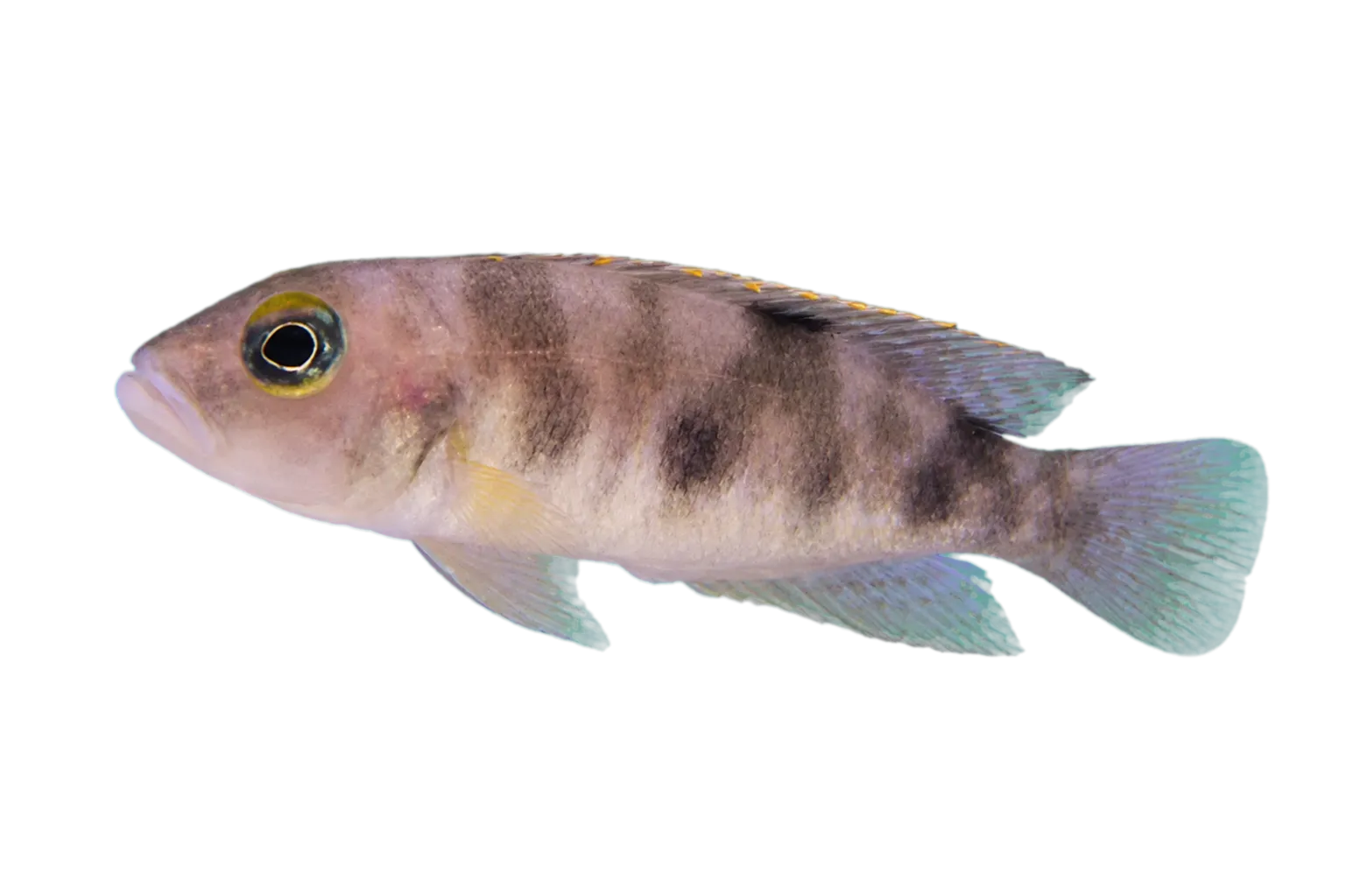 Boulenger's Shell-dweller (Lepidiolamprologus boulengeri) specimen