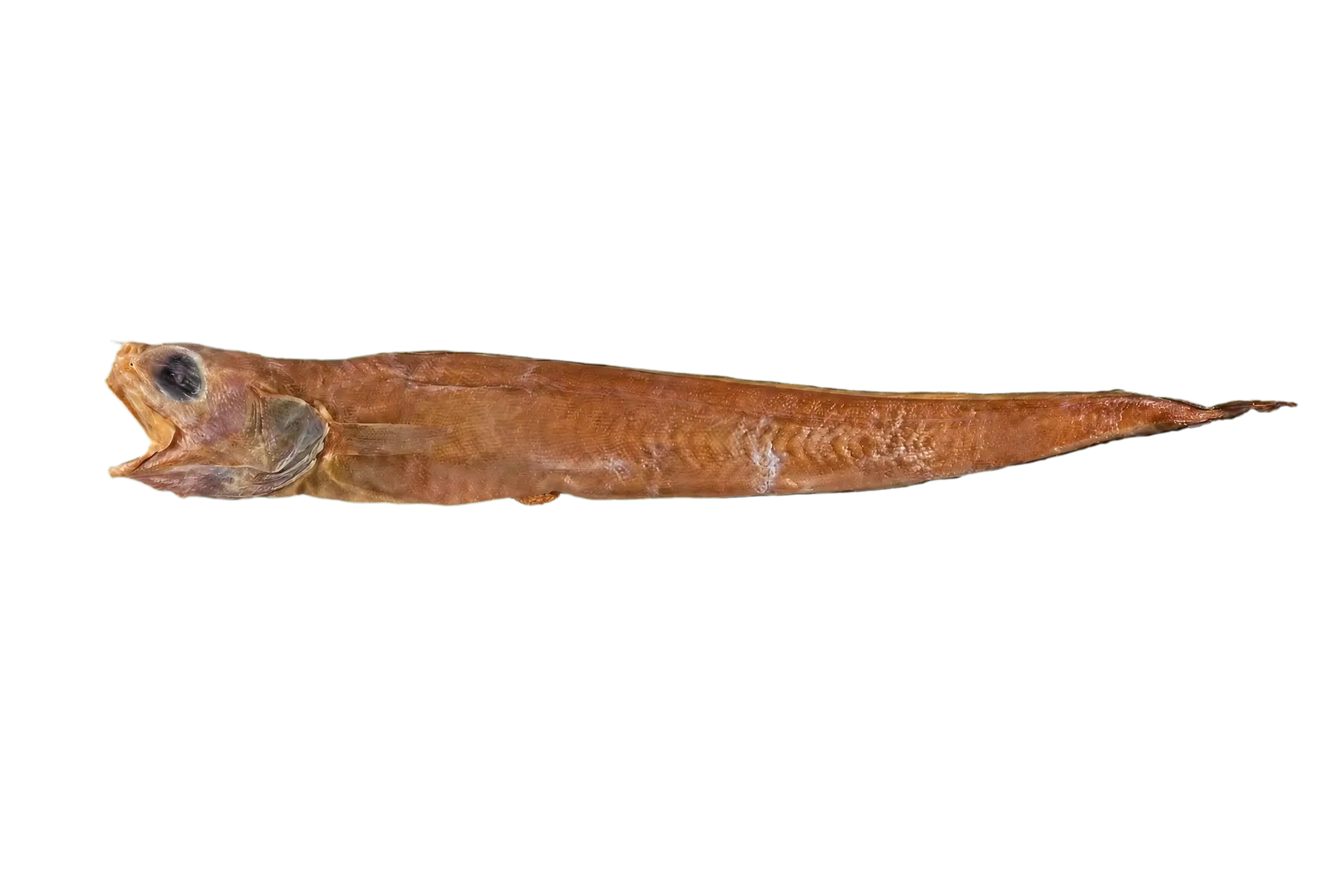 Blackthroat cusk-eel (Lepophidium entomelan) specimen