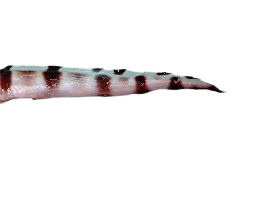 barred cusk-eel (Lepophidium staurophor) specimen