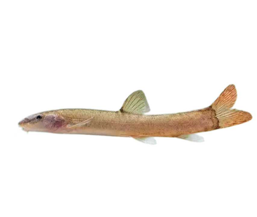 Leptobotia tientainensis (Leptobotia tientainensis) specimen