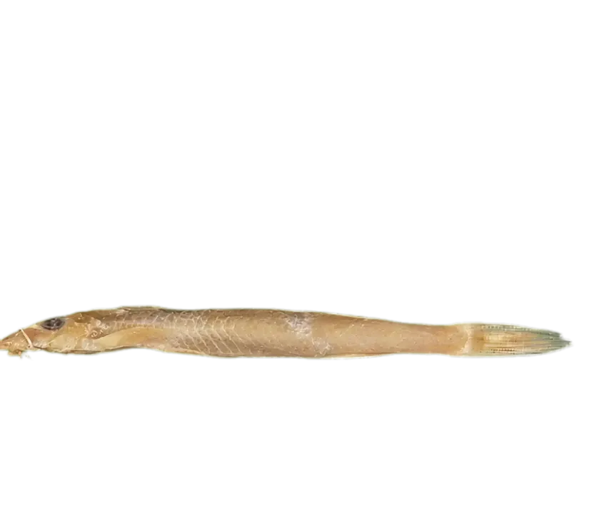 Leptoglanis xenognathus (Leptoglanis xenognathus) specimen