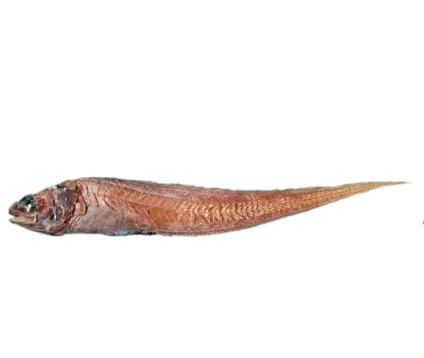 Leucicorus lusciosus (Leucicorus lusciosus) specimen