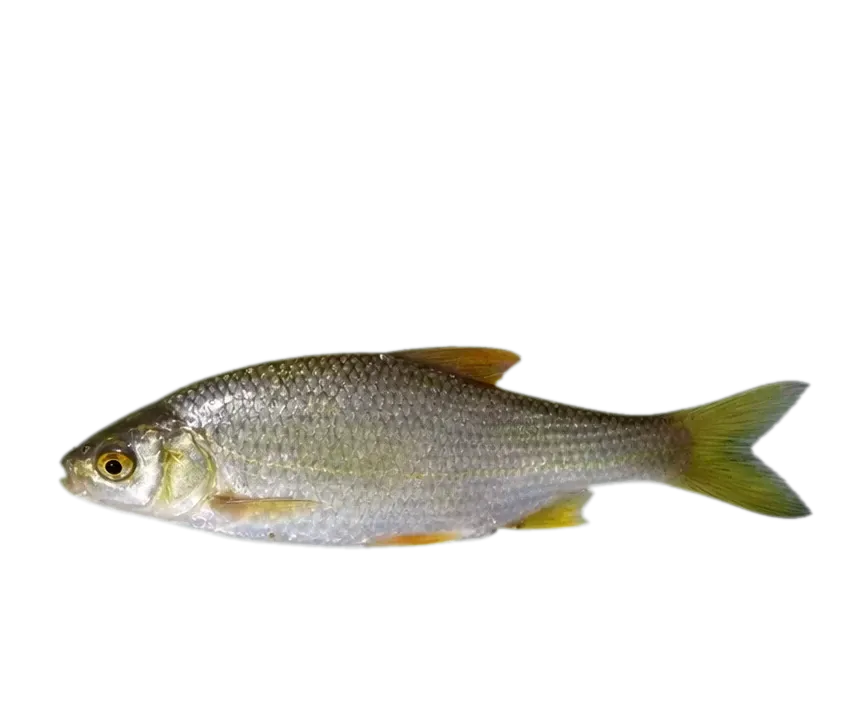 Acheloos roach (Leucos panosi) specimen