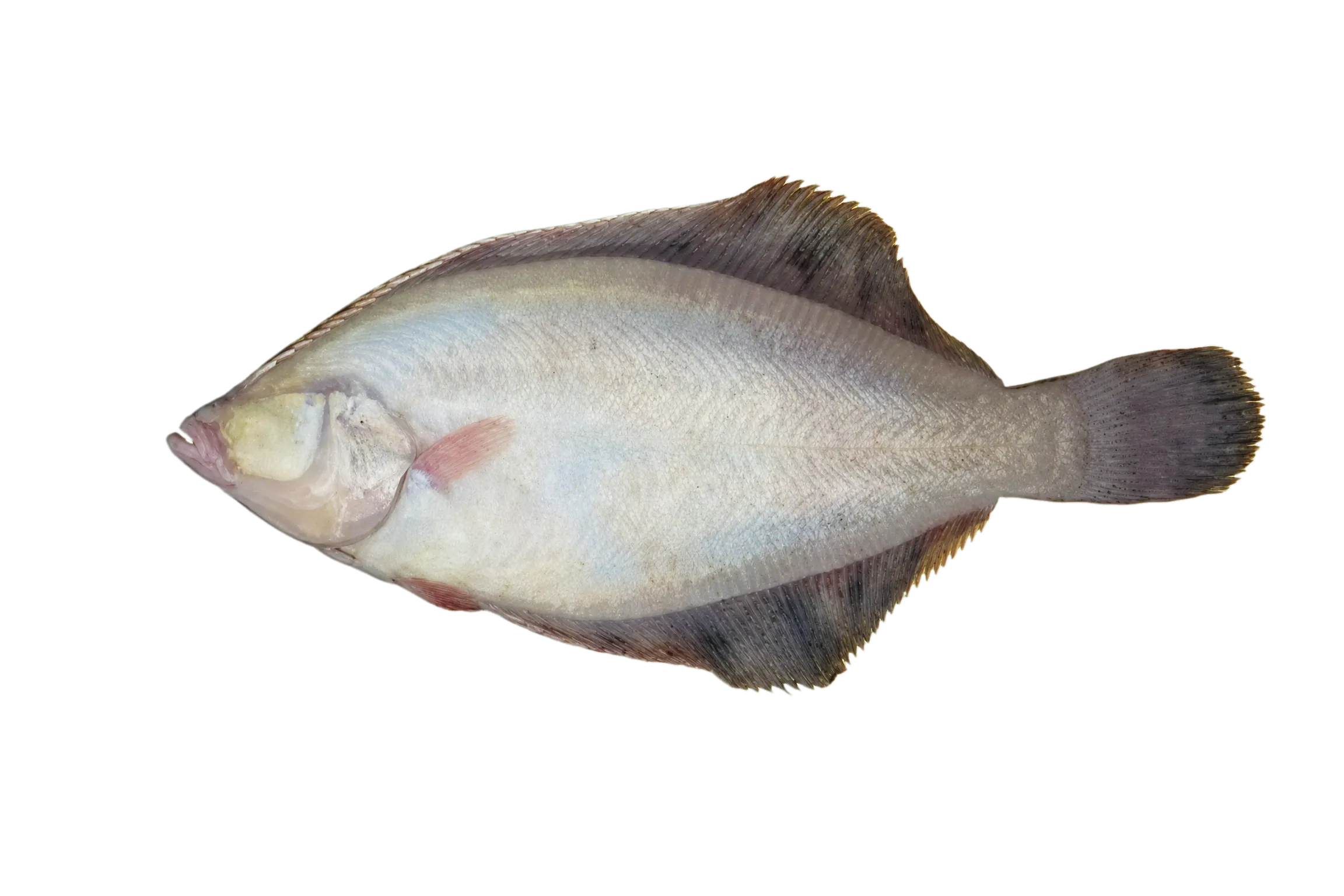 Far Eastern smooth flounder (Liopsetta pinnifasciata) specimen