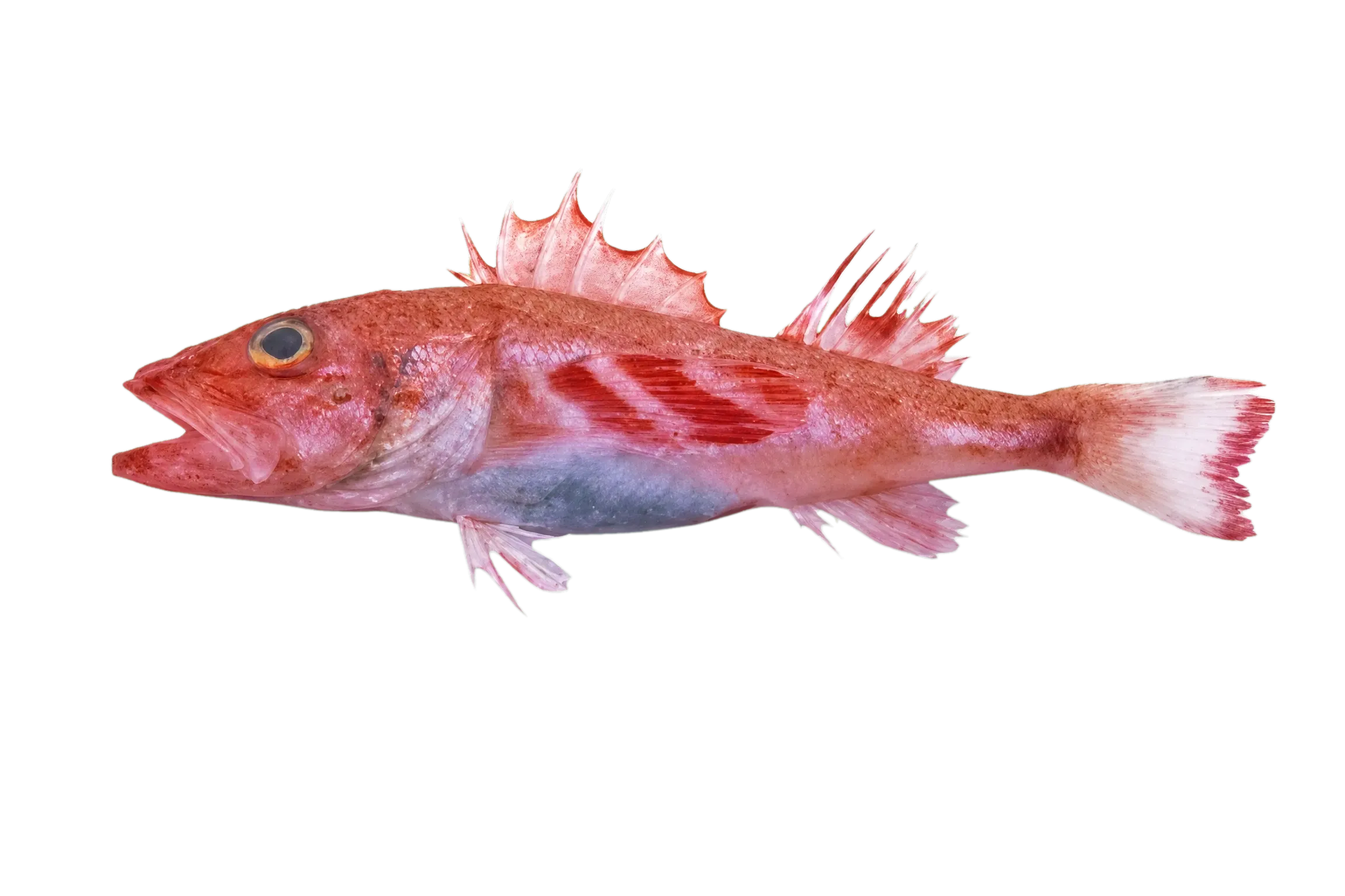 Tripleband scorpionfish (Lioscorpius trifasciatus) specimen