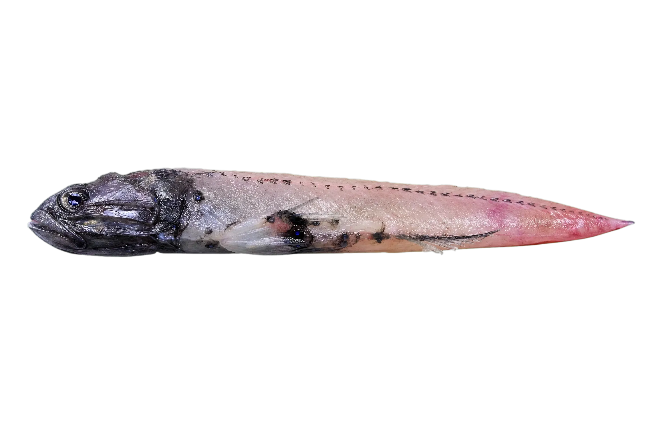 Cocco's lantern fish (Lobianchia gemellarii) specimen