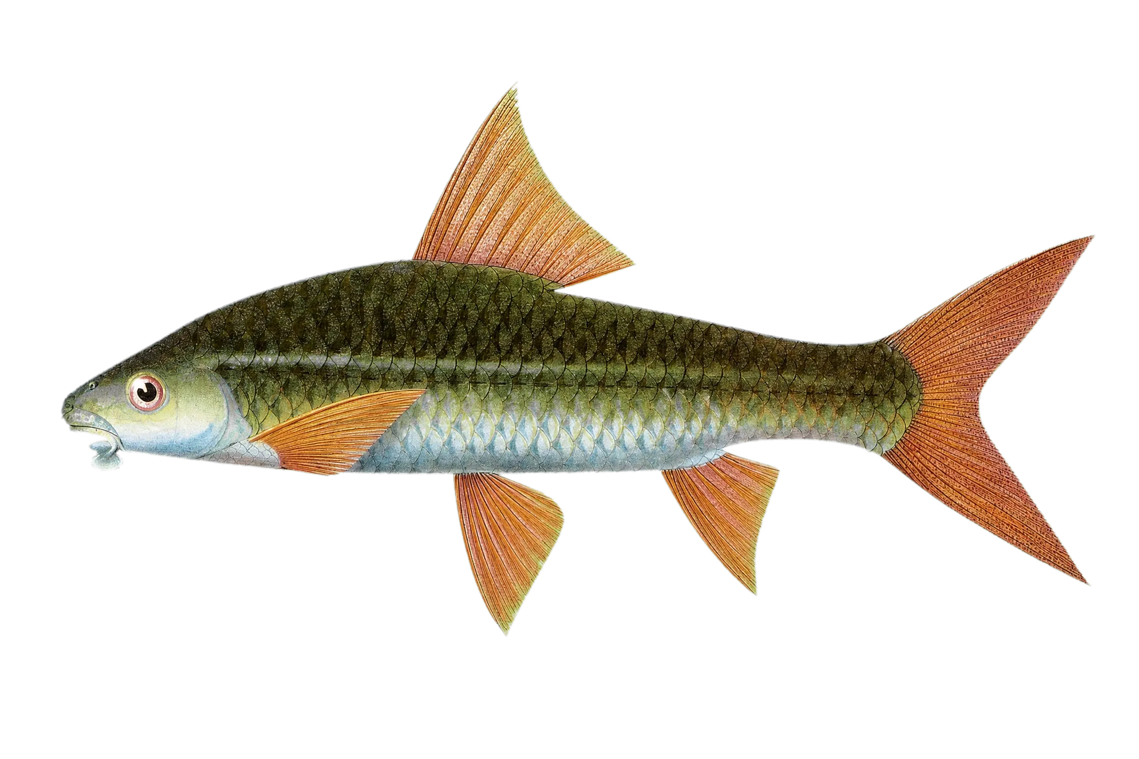 Lobocheilos schwanenfeldii (Lobocheilos schwanenfeldii) specimen