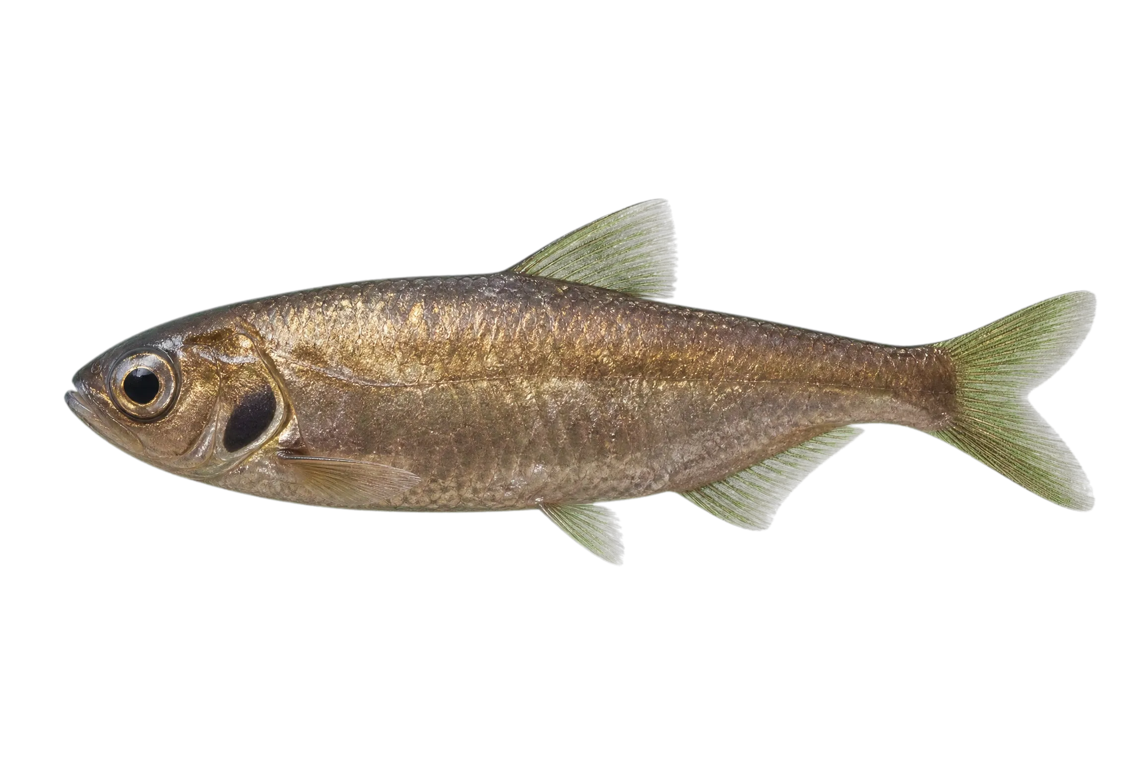 Spotcheek Jawfish (Lonchopisthus higmani) specimen