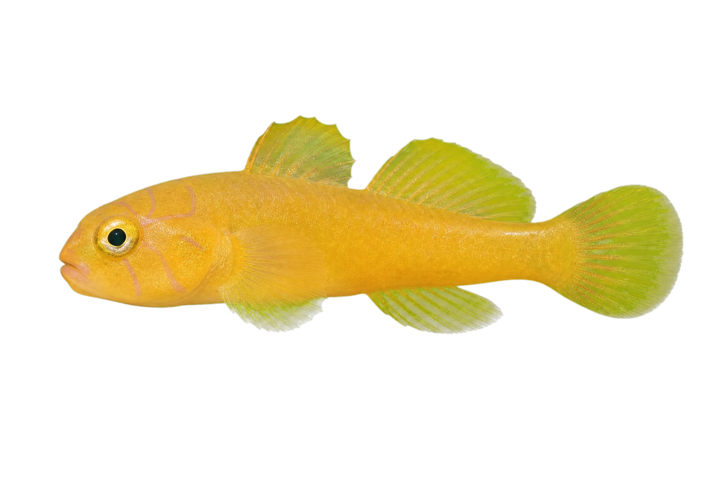 Ornate slippery goby (Lubricogobius ornatus) specimen