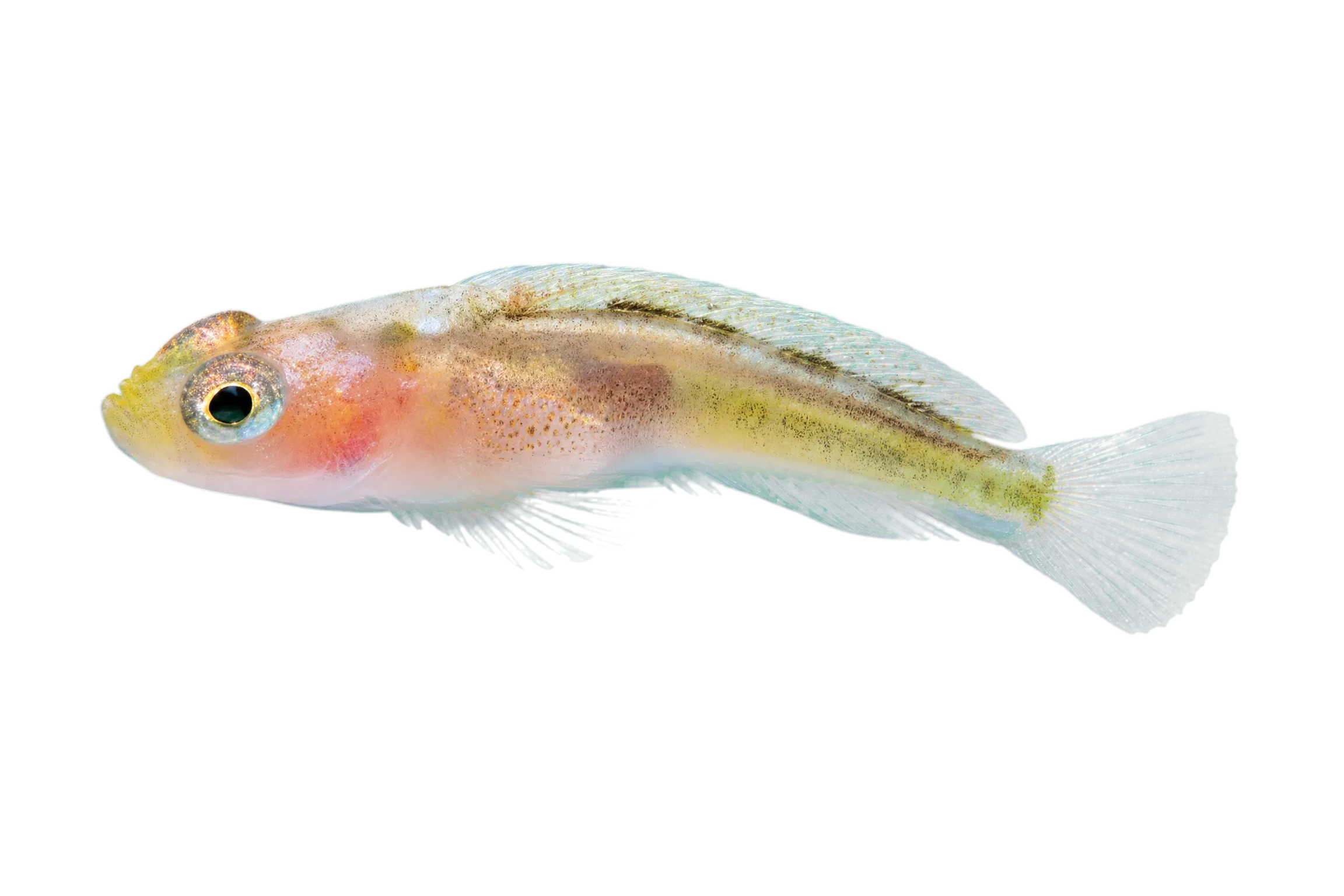 Tunicate goby (Lubricogobius tunicatus) specimen