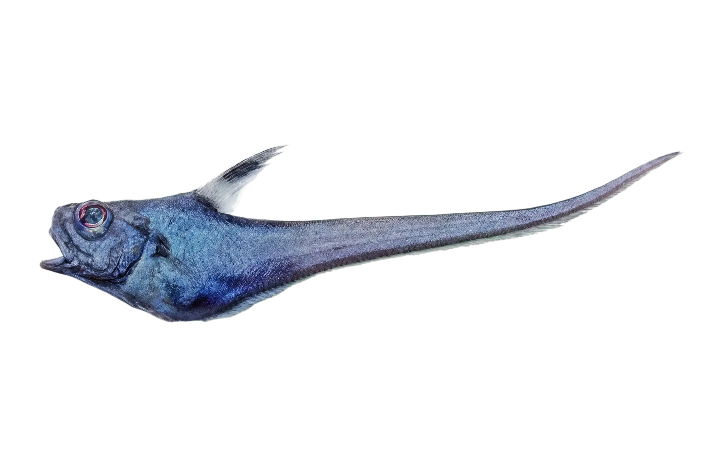 Blackspotted grenadier (Lucigadus nigromaculatus) specimen