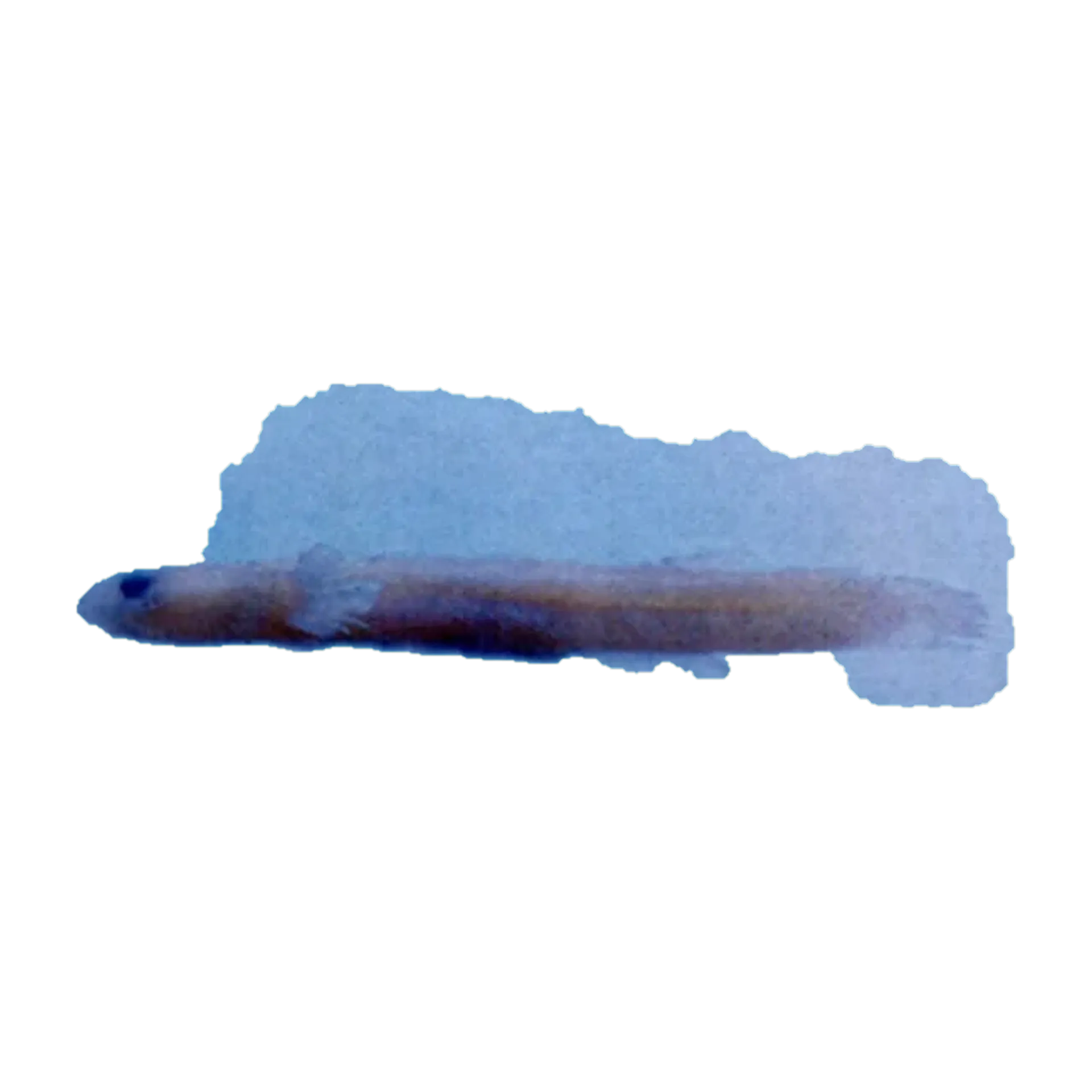 Luciogobius saikaiensis (Luciogobius saikaiensis) specimen