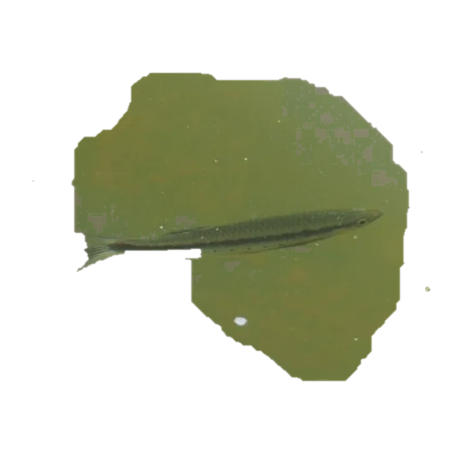 Luciosoma pellegrinii (Luciosoma pellegrinii) specimen