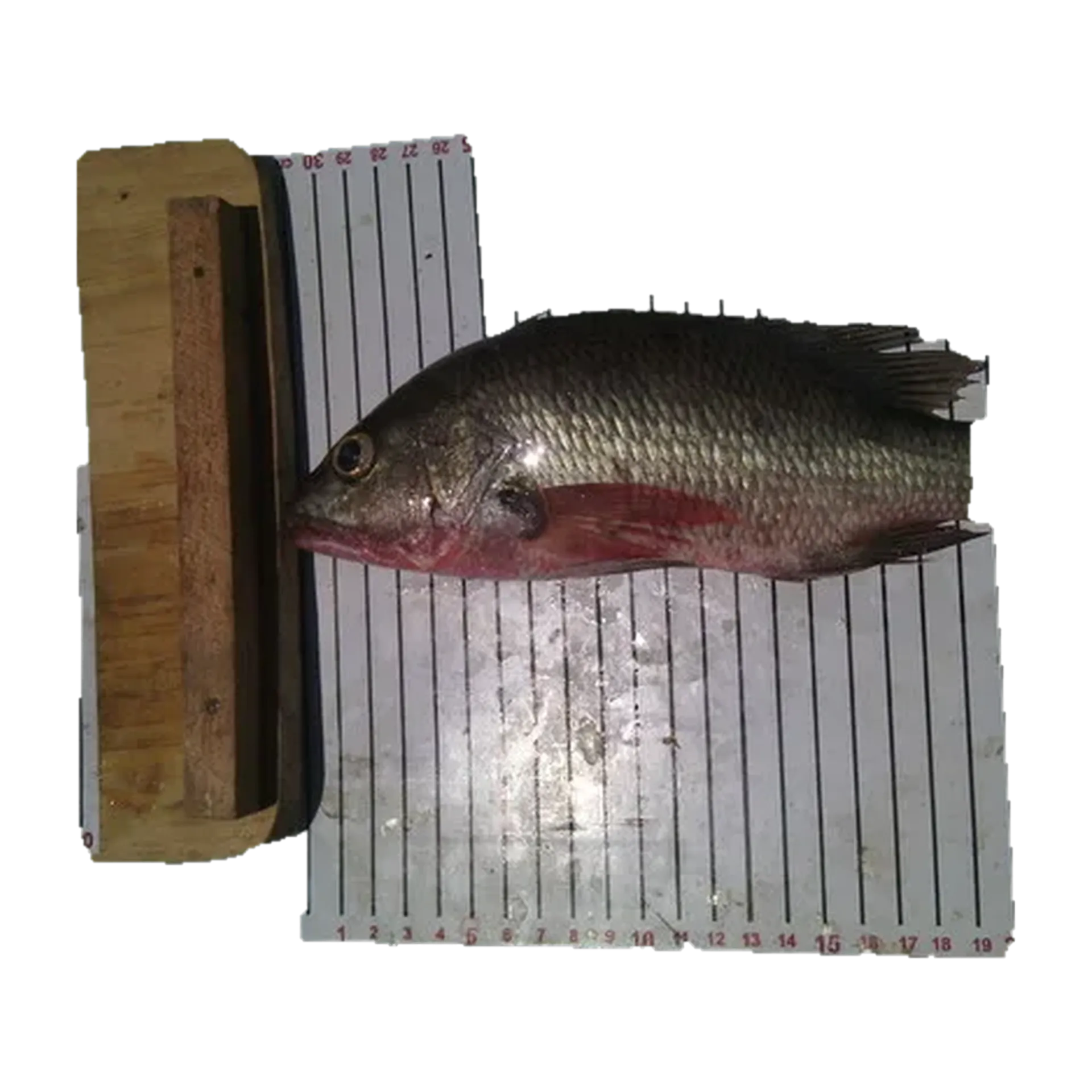 colorado snapper (Lutjanus colorado) specimen