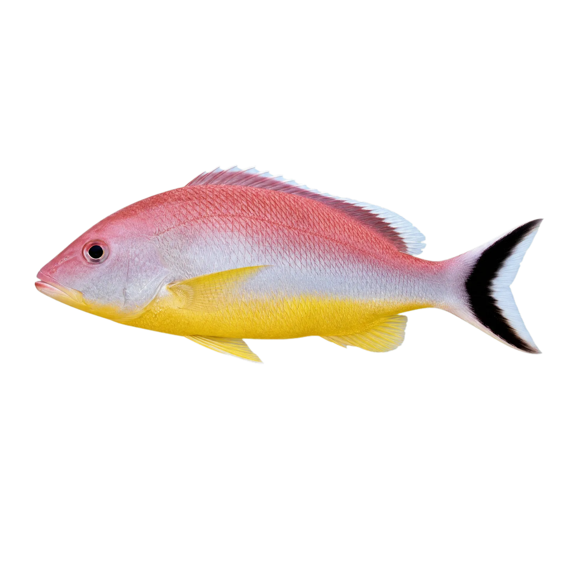 Lunartail snapper (Lutjanus lunulatus) specimen